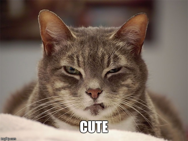 Sarcasm Cat | CUTE | image tagged in sarcasm cat | made w/ Imgflip meme maker