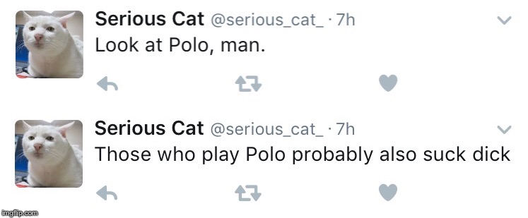 TNTL | image tagged in serious,cat,polo,ghey,look at polo man | made w/ Imgflip meme maker