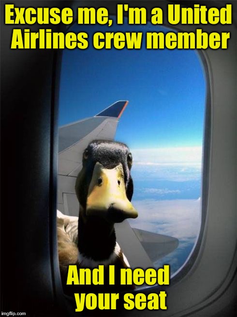 Let Me In Duck | Excuse me, I'm a United Airlines crew member; And I need your seat | image tagged in let me in duck | made w/ Imgflip meme maker