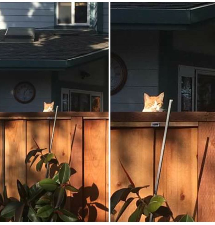 Stalking cat Blank Meme Template