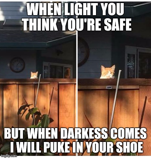 Stalking cat | WHEN LIGHT YOU THINK YOU'RE SAFE; BUT WHEN DARKESS COMES I WILL PUKE IN YOUR SHOE | image tagged in stalking cat | made w/ Imgflip meme maker