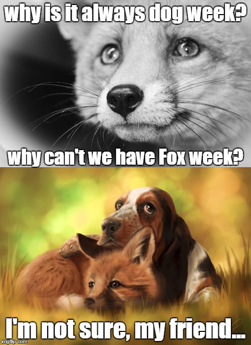 Dog Week - but we should have Fox week | why is it always dog week? why can't we have Fox week? I'm not sure, my friend... | image tagged in dog week,fox | made w/ Imgflip meme maker