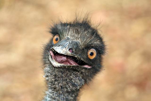 High Quality surprised emu Blank Meme Template