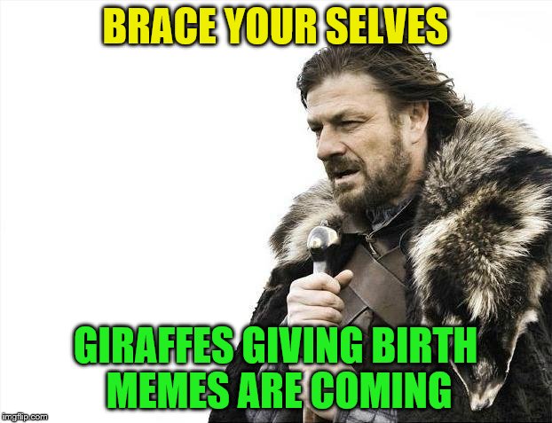 Brace Yourselves X is Coming | BRACE YOUR SELVES; GIRAFFES GIVING BIRTH MEMES ARE COMING | image tagged in memes,brace yourselves x is coming | made w/ Imgflip meme maker