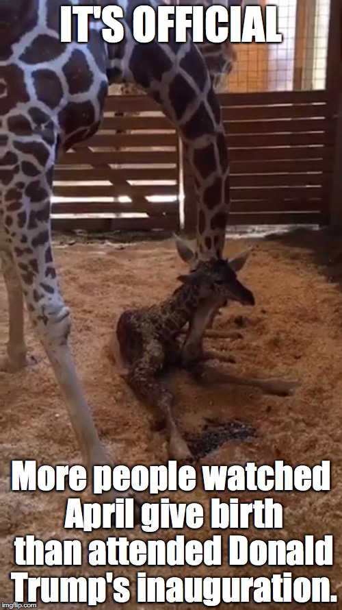 How many was that again? | IT'S OFFICIAL; More people watched April give birth than attended Donald Trump's inauguration. | image tagged in trump,april,birth,giraffe | made w/ Imgflip meme maker