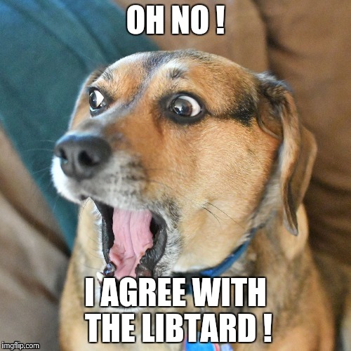 OH NO ! I AGREE WITH THE LIBTARD ! | image tagged in shocked dog | made w/ Imgflip meme maker
