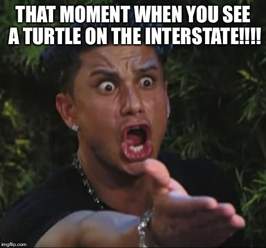 DJ Pauly D Meme | THAT MOMENT WHEN YOU SEE A TURTLE ON THE INTERSTATE!!!! | image tagged in memes,dj pauly d | made w/ Imgflip meme maker