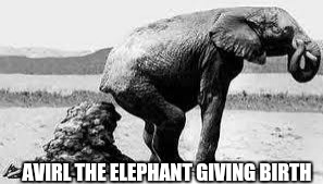 Elephant Poopy | AVIRL THE ELEPHANT GIVING BIRTH | image tagged in elephant poopy | made w/ Imgflip meme maker