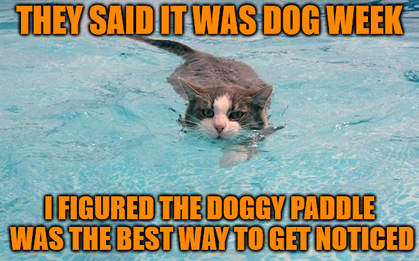 Going for a swim? Dog Week - A tiger.leo Event | THEY SAID IT WAS DOG WEEK; I FIGURED THE DOGGY PADDLE WAS THE BEST WAY TO GET NOTICED | image tagged in memes,dog week,tigerleo,animals,cats,some cats like water | made w/ Imgflip meme maker