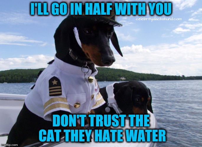 I'LL GO IN HALF WITH YOU DON'T TRUST THE CAT THEY HATE WATER | made w/ Imgflip meme maker