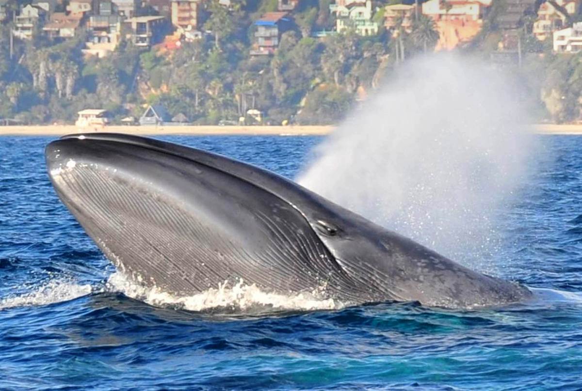 Какое млекопитающее самое крупное. Голубой кит. Северный синий кит Balaenoptera musculus musculus. Синий кит блювал. Блювал (голубой или синий кит).