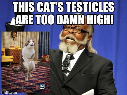 Too Damn High Meme | THIS CAT'S TESTICLES ARE TOO DAMN HIGH! | image tagged in memes,too damn high | made w/ Imgflip meme maker