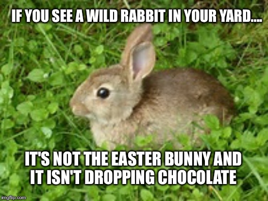 IF YOU SEE A WILD RABBIT IN YOUR YARD.... IT'S NOT THE EASTER BUNNY AND IT ISN'T DROPPING CHOCOLATE | image tagged in memes | made w/ Imgflip meme maker