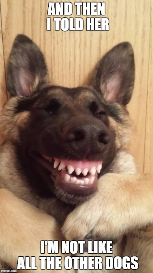 Once you go german, you'll never go back | AND THEN I TOLD HER; I'M NOT LIKE ALL THE OTHER DOGS | image tagged in dog week | made w/ Imgflip meme maker