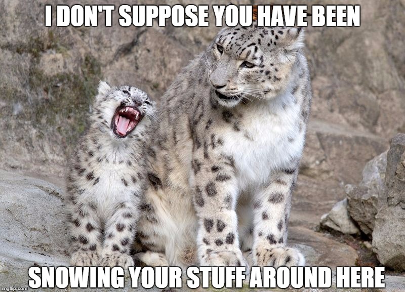 First Meme Ever. | I DON'T SUPPOSE YOU HAVE BEEN; SNOWING YOUR STUFF AROUND HERE | image tagged in snow leopard | made w/ Imgflip meme maker