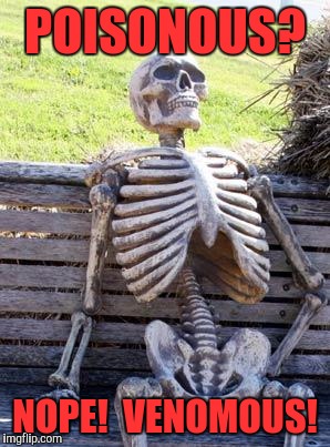 Waiting Skeleton Meme | POISONOUS? NOPE!  VENOMOUS! | image tagged in memes,waiting skeleton | made w/ Imgflip meme maker