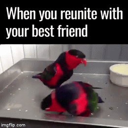 The Feeling You Get When You See Your Best Friend After A Long Time Apart Imgflip