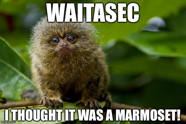 WAITASEC I THOUGHT IT WAS A MARMOSET! | made w/ Imgflip meme maker