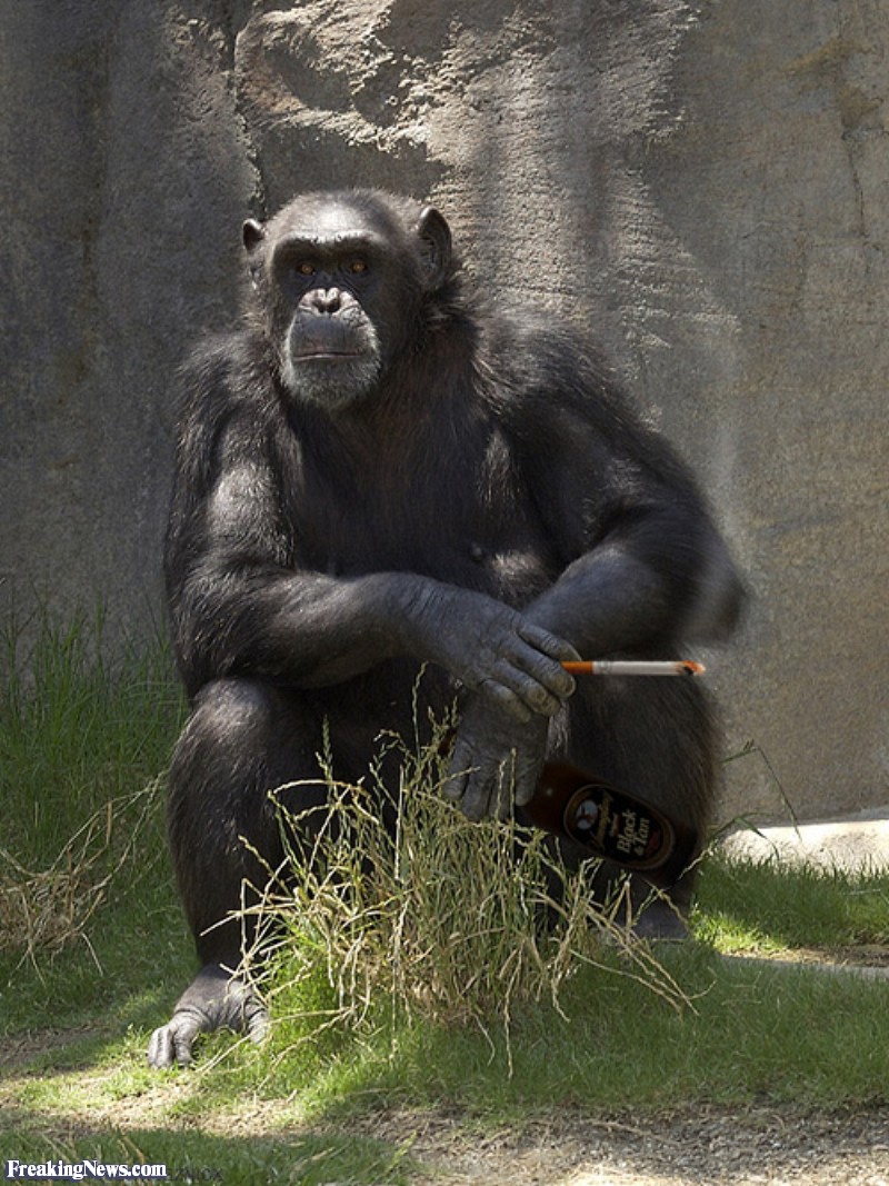 Smoking chimp Blank Meme Template