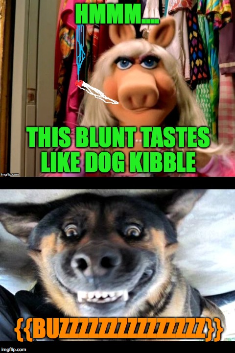 Doggo Pulls A Switcheroo | HMMM.... THIS BLUNT TASTES LIKE DOG KIBBLE; {{BUZZZZZZZZZZZZZZZ}} | image tagged in kibble | made w/ Imgflip meme maker