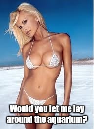 images_z...fus.jpg | Would you let me lay around the aquarium? | image tagged in images_zfusjpg | made w/ Imgflip meme maker