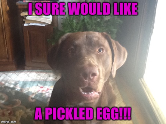 my doggie | I SURE WOULD LIKE; A PICKLED EGG!!! | image tagged in memes | made w/ Imgflip meme maker