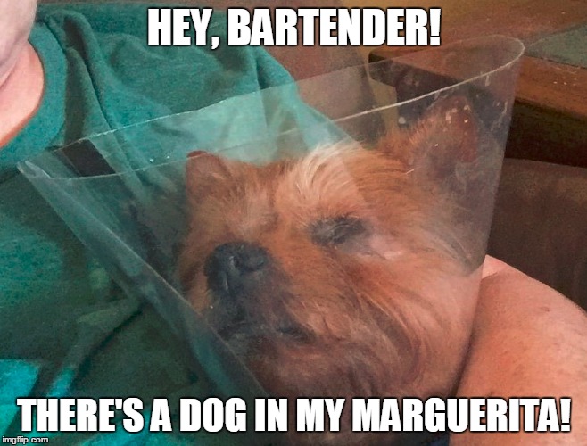 Hey, bartender... | HEY, BARTENDER! THERE'S A DOG IN MY MARGUERITA! | image tagged in pets | made w/ Imgflip meme maker