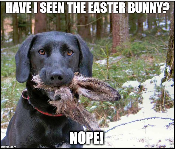 HAVE I SEEN THE EASTER BUNNY? NOPE! | image tagged in easter,easter bunny,happy easter,memes | made w/ Imgflip meme maker