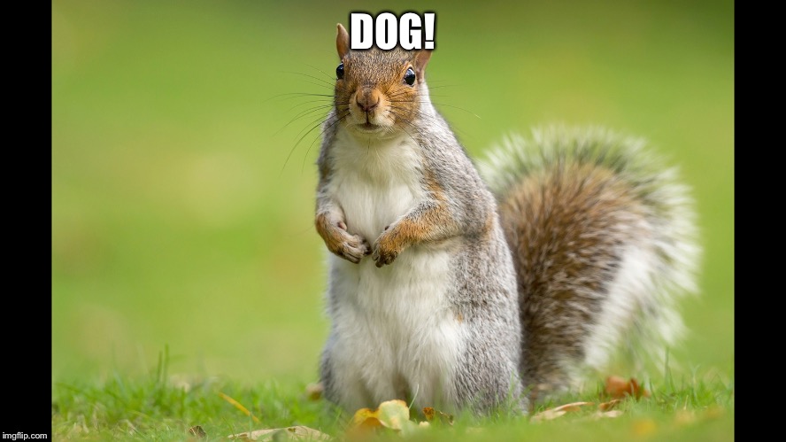 Squirrel | DOG! | image tagged in squirrel | made w/ Imgflip meme maker