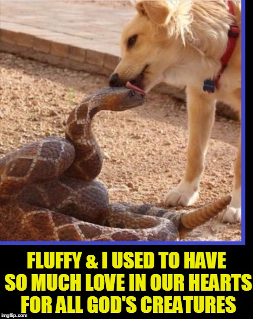 Fluffy & the Rattlesnake got along Fine... at first |  FLUFFY & I USED TO HAVE SO MUCH LOVE IN OUR HEARTS FOR ALL GOD'S CREATURES | image tagged in vince vance,dog licking snake,rattlesnake | made w/ Imgflip meme maker