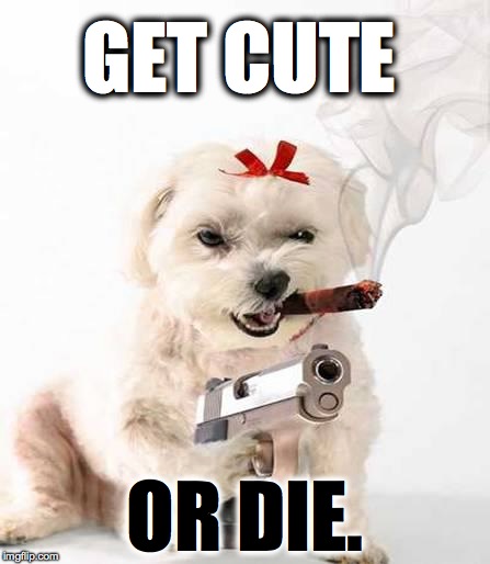 Get cute or die. | GET CUTE; OR DIE. | image tagged in funny,cute,dog,dark | made w/ Imgflip meme maker