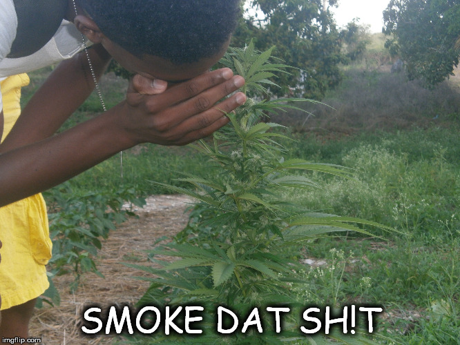 SMOKE DAT SH!T | image tagged in smoke weed everyday,big smoke,weed man | made w/ Imgflip meme maker