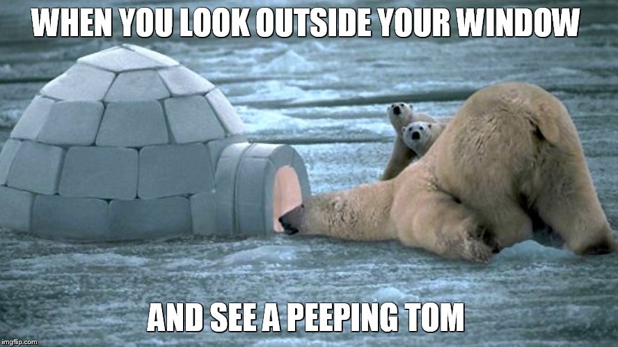 polar bear | WHEN YOU LOOK OUTSIDE YOUR WINDOW; AND SEE A PEEPING TOM | image tagged in memes | made w/ Imgflip meme maker