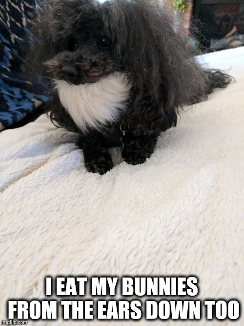 Most people eat Easter bunnies starting at the ears | I EAT MY BUNNIES FROM THE EARS DOWN TOO | image tagged in dogs,funny animals | made w/ Imgflip meme maker