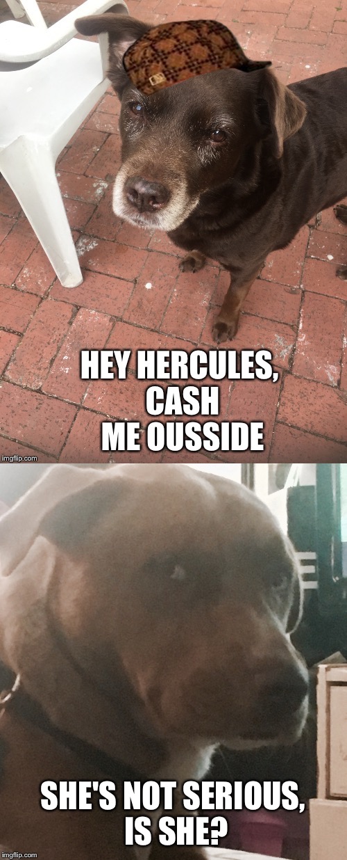 Just got a new dog... my other dog wasn't too happy about it | SHE'S NOT SERIOUS, IS SHE? | image tagged in dogs,dog | made w/ Imgflip meme maker