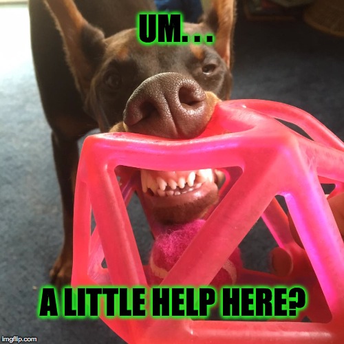 Fluffy wants to play | UM. . . A LITTLE HELP HERE? | image tagged in funny,dog | made w/ Imgflip meme maker