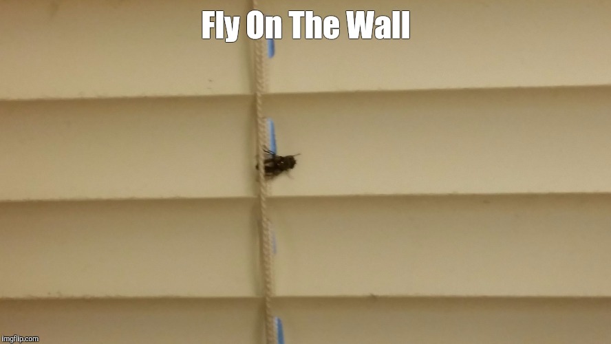 For all you Pink Floyd fans | Fly On The Wall | image tagged in pink floyd | made w/ Imgflip meme maker