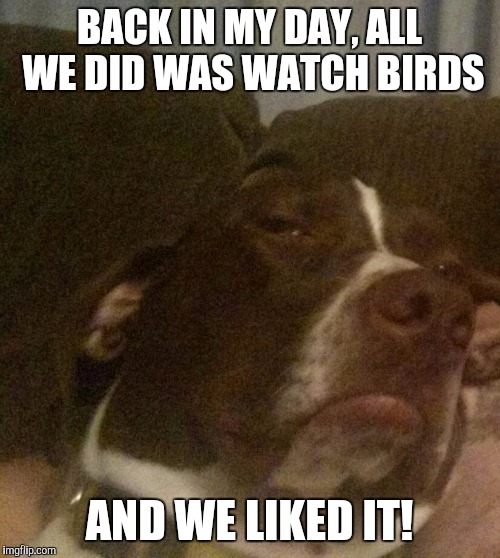 Old grouchy dog | BACK IN MY DAY, ALL WE DID WAS WATCH BIRDS; AND WE LIKED IT! | image tagged in old dog,grouchy dog | made w/ Imgflip meme maker