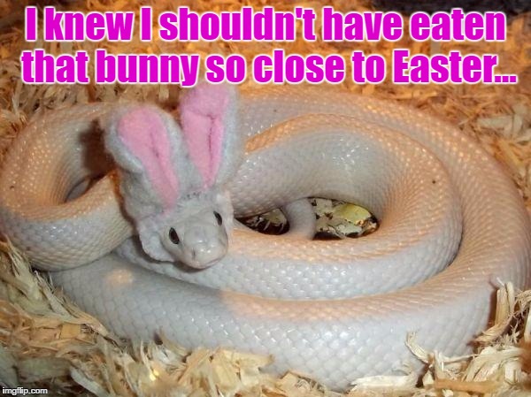 You are what you eat! Happy Easter you guys!!! :D ✨✨✨ | I knew I shouldn't have eaten that bunny so close to Easter... | image tagged in eastersnake,easter,happy easter | made w/ Imgflip meme maker
