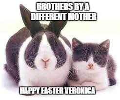 Easter cat | BROTHERS BY A DIFFERENT MOTHER; HAPPY EASTER VERONICA | image tagged in easter,bunny,kitten,cat,funny | made w/ Imgflip meme maker