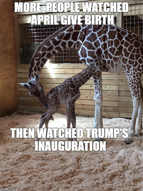 TRUMP'S TRUTH | MORE  PEOPLE WATCHED APRIL GIVE BIRTH; THEN WATCHED TRUMP'S INAUGURATION | image tagged in dma | made w/ Imgflip meme maker