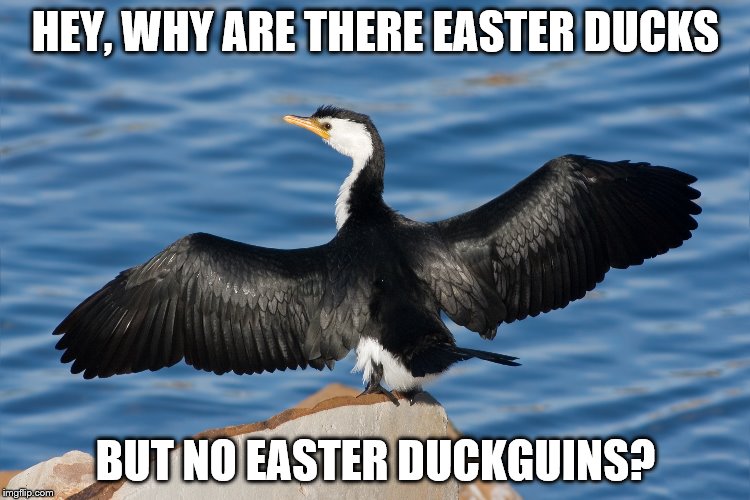 Duckguin | HEY, WHY ARE THERE EASTER DUCKS; BUT NO EASTER DUCKGUINS? | image tagged in duckguin | made w/ Imgflip meme maker