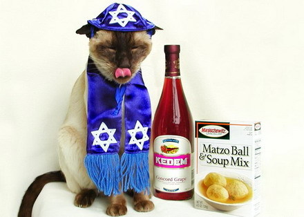 Passover Cat Blank Meme Template