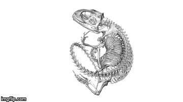 Tuatara CT scan with eggs | image tagged in gifs,tuatara,sphenodon,ctscan,skeleton,pregnant | made w/ Imgflip video-to-gif maker