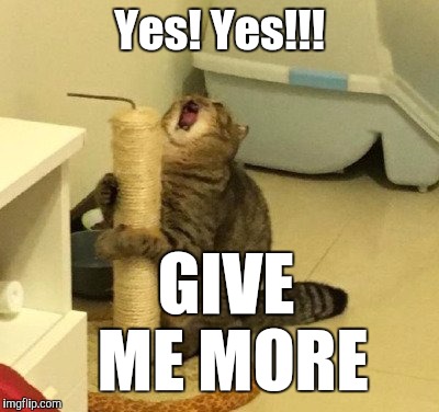 When you hear dat sweet C string viola sound | Yes! Yes!!! GIVE ME MORE | image tagged in enjoying too much cat,memes,viola,thatbritishviolaguy,music,c string | made w/ Imgflip meme maker