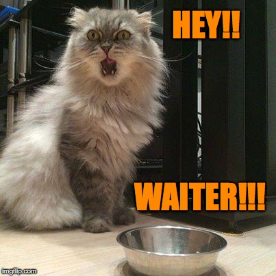 Reminds me of some people I know...but I always give a cat a pass! | HEY!! WAITER!!! | image tagged in obnoxious | made w/ Imgflip meme maker