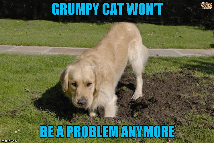 GRUMPY CAT WON'T BE A PROBLEM ANYMORE | made w/ Imgflip meme maker