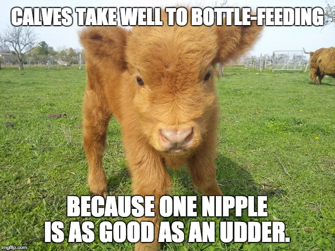 Highland Calf | CALVES TAKE WELL TO BOTTLE-FEEDING; BECAUSE ONE NIPPLE IS AS GOOD AS AN UDDER. | image tagged in highland calf | made w/ Imgflip meme maker