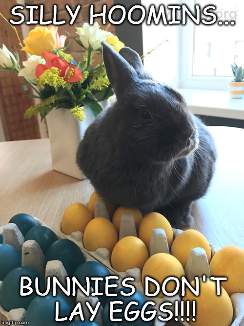 Easter | SILLY HOOMINS... BUNNIES DON'T LAY EGGS!!!! | image tagged in memes | made w/ Imgflip meme maker