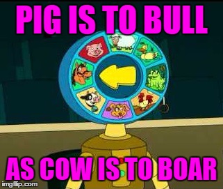 PIG IS TO BULL AS COW IS TO BOAR | made w/ Imgflip meme maker